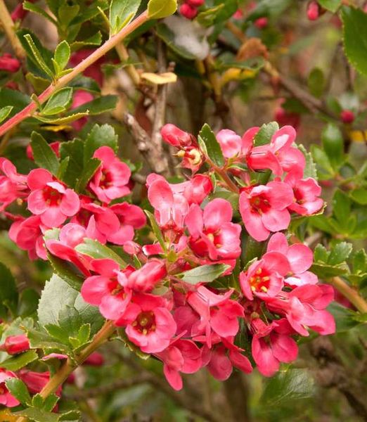 Escallonia Donard Radianc